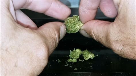 black banana x gmo strain.